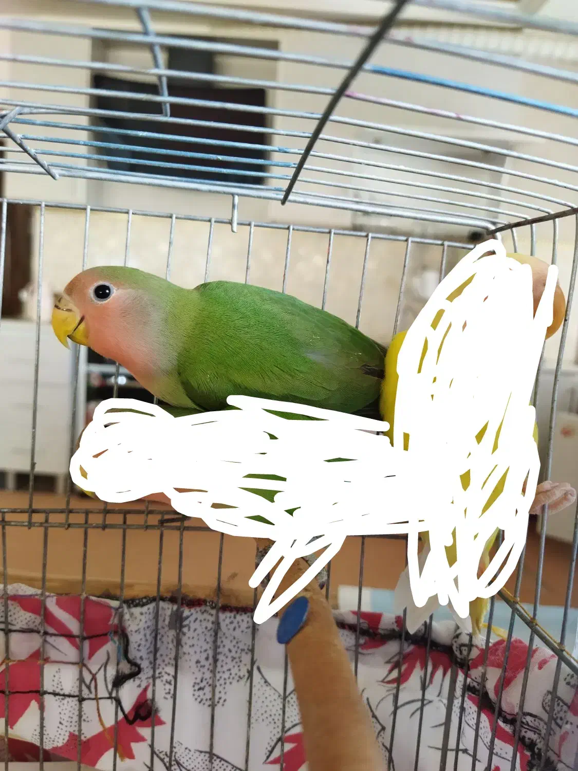 طوطی برزیلی کوتوله برزیلی|پرنده|رباط‌کریم, نصیرشهر|دیوار