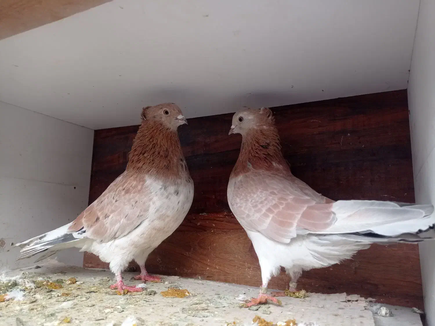 دمسفید|پرنده|شاهرود, |دیوار