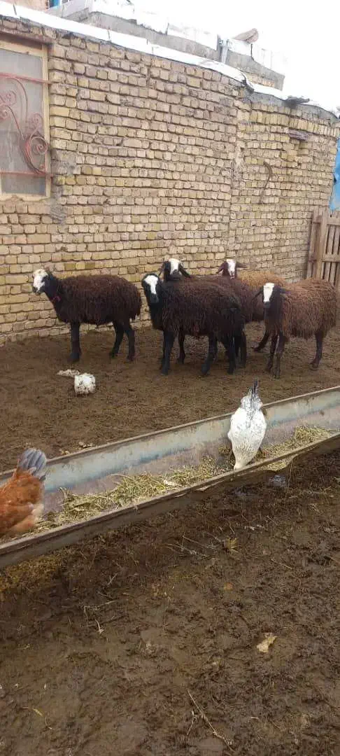 بره ماده شالی|حیوانات مزرعه|دشتابی, |دیوار