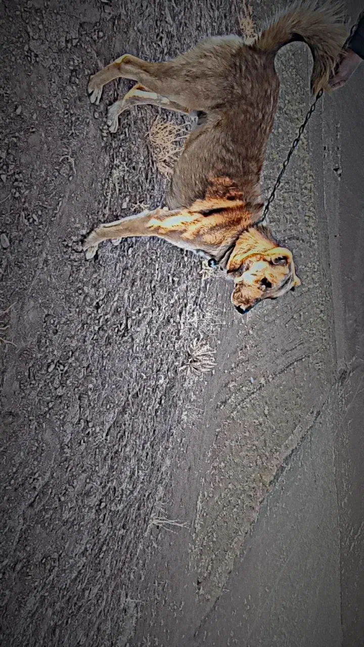 سگ گله|سگ|سبزوار, شرق کال شمالی|دیوار