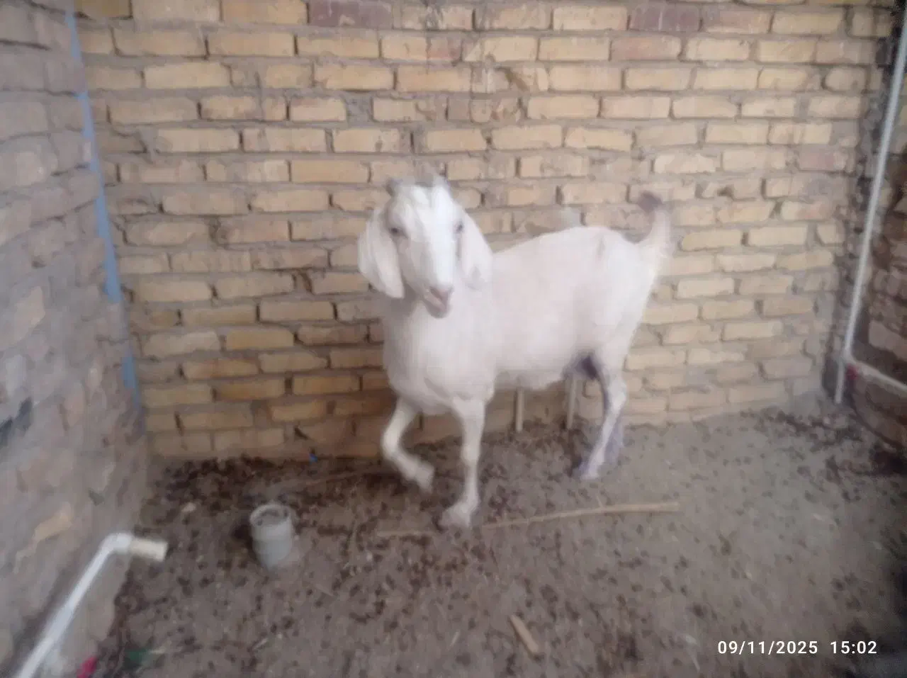 گوسفند|حیوانات مزرعه|میبد, |دیوار