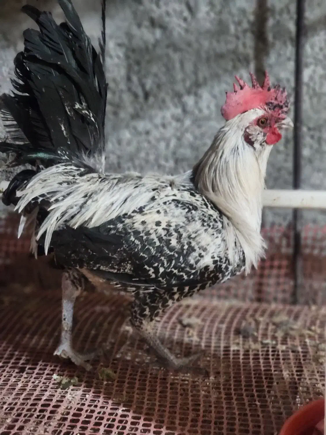 انواع خروس|حیوانات مزرعه|یزد, |دیوار