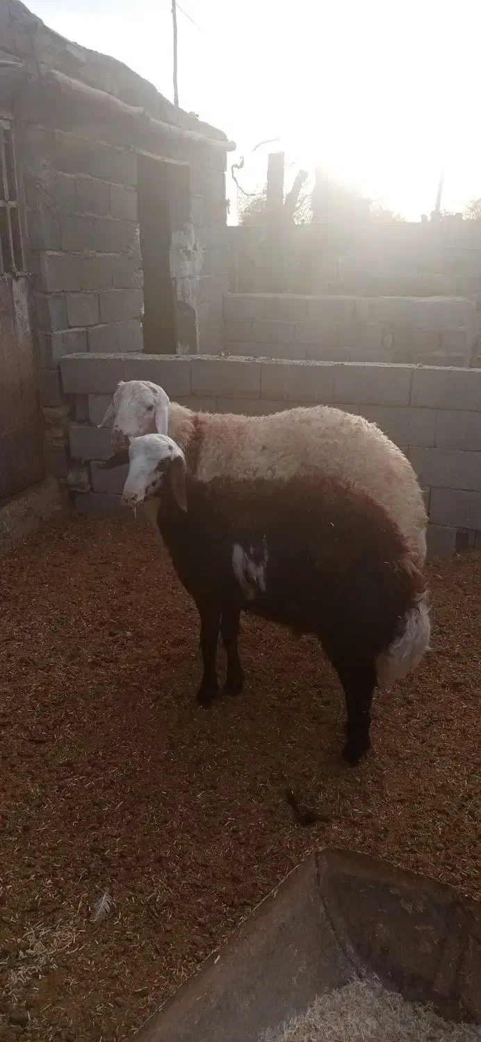 بره قوچ پلنگی|حیوانات مزرعه|تربت جام, خیرآباد|دیوار