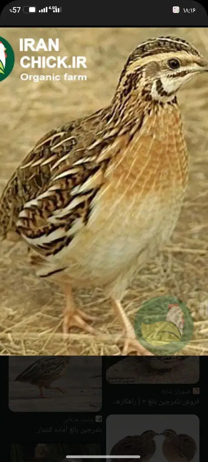 حیوان خانگی.|حیوانات مزرعه|مرند, |دیوار