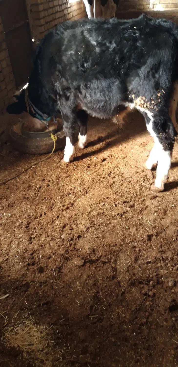 گوساله نر|حیوانات مزرعه|ماهیدشت, |دیوار