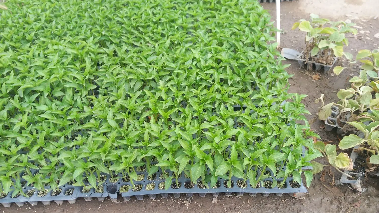نشاء|خدمات باغبانی و درختکاری|چهارباغ, |دیوار