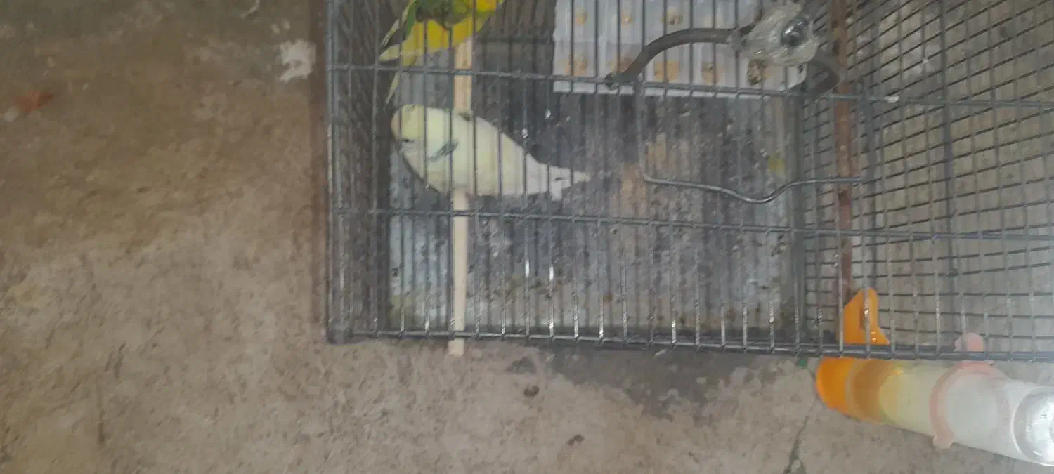 مرغ  عشق|پرنده|اشترینان, |دیوار