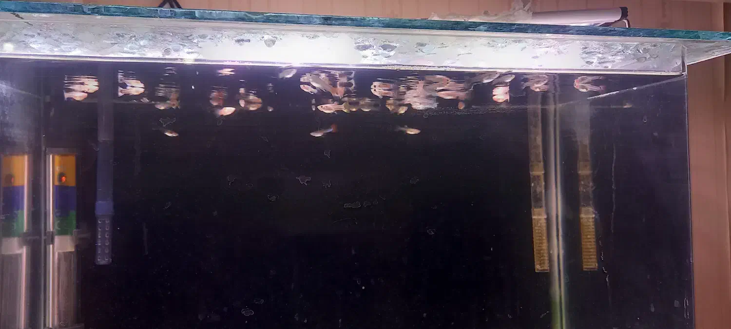 ما هی|ماهی|کرمانشاه, |دیوار