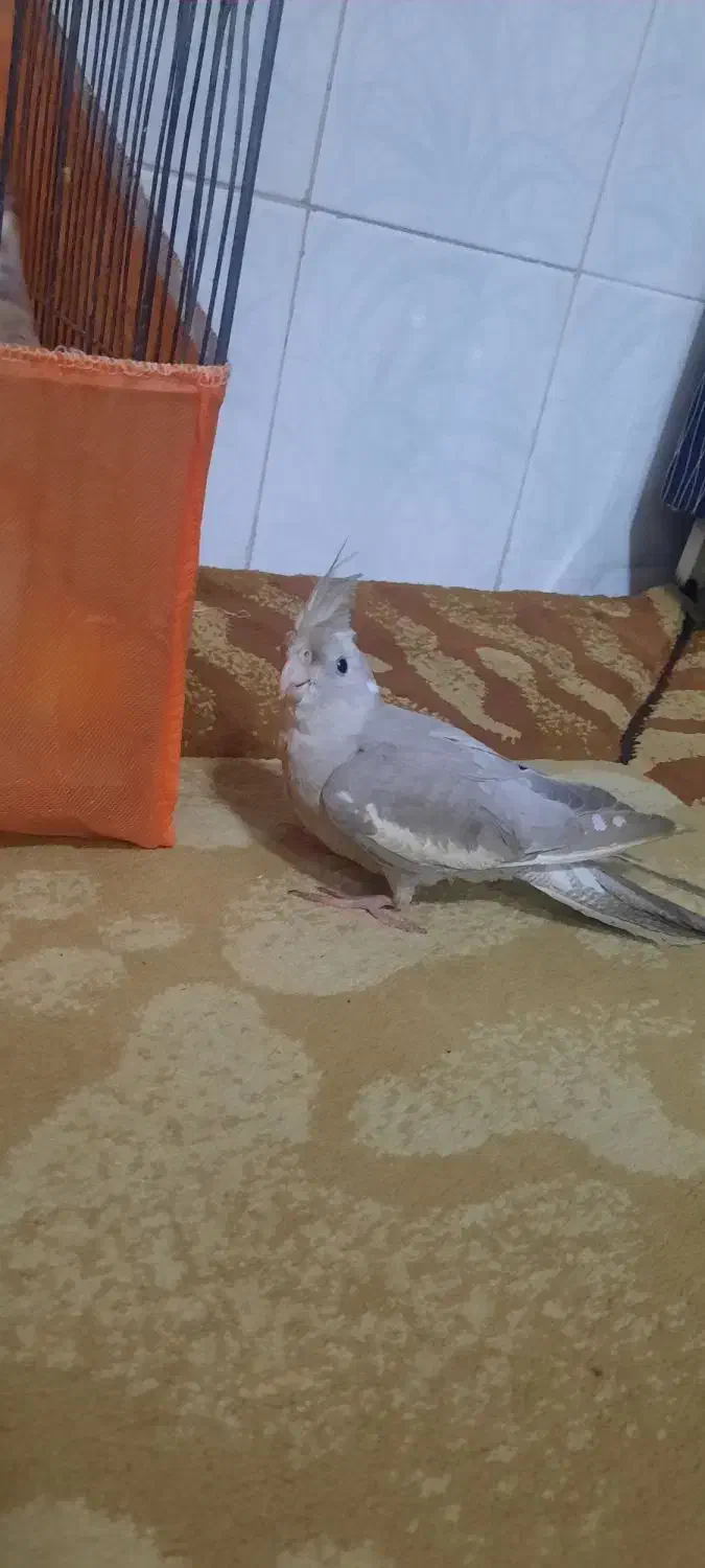 عروس هلندی|پرنده|شیراز, شهرک فرزانگان|دیوار