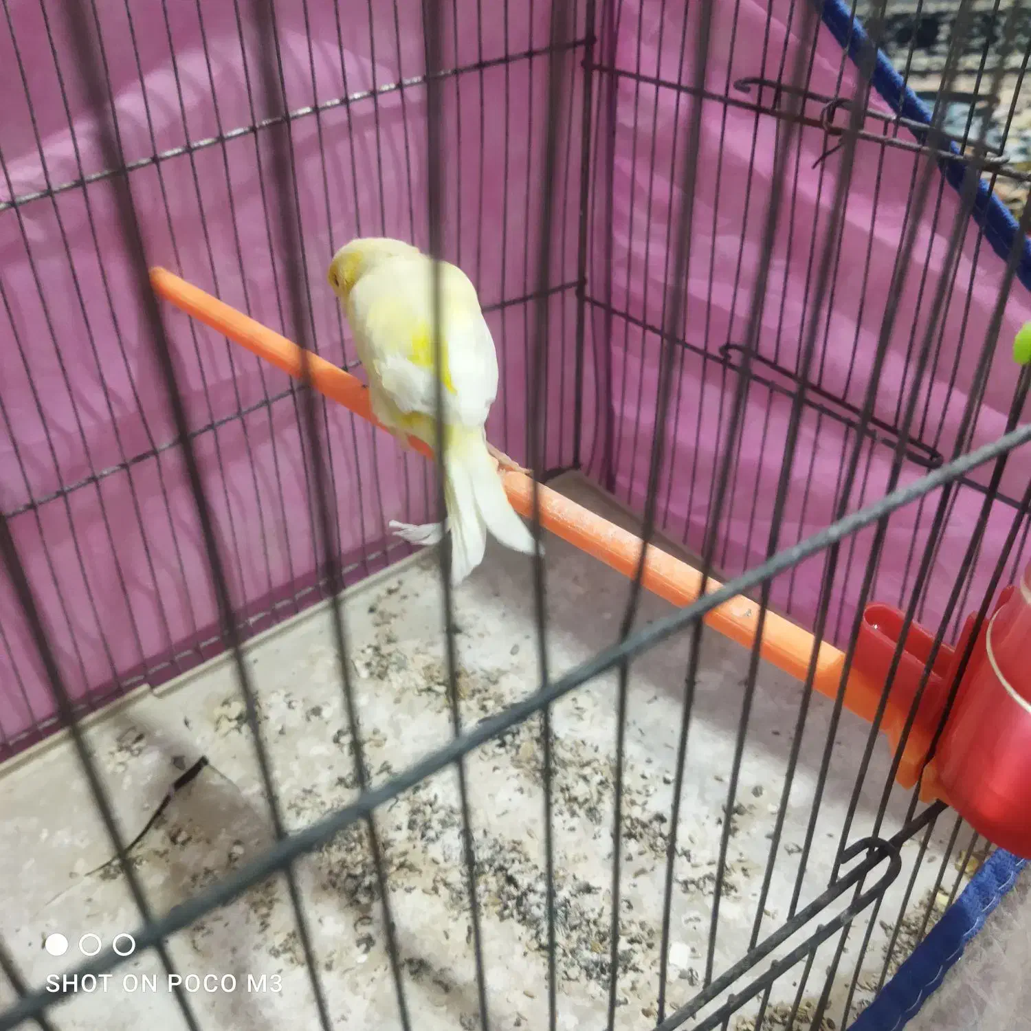 قناری لیمویی|پرنده|شیراز, سعدیه شمالی|دیوار