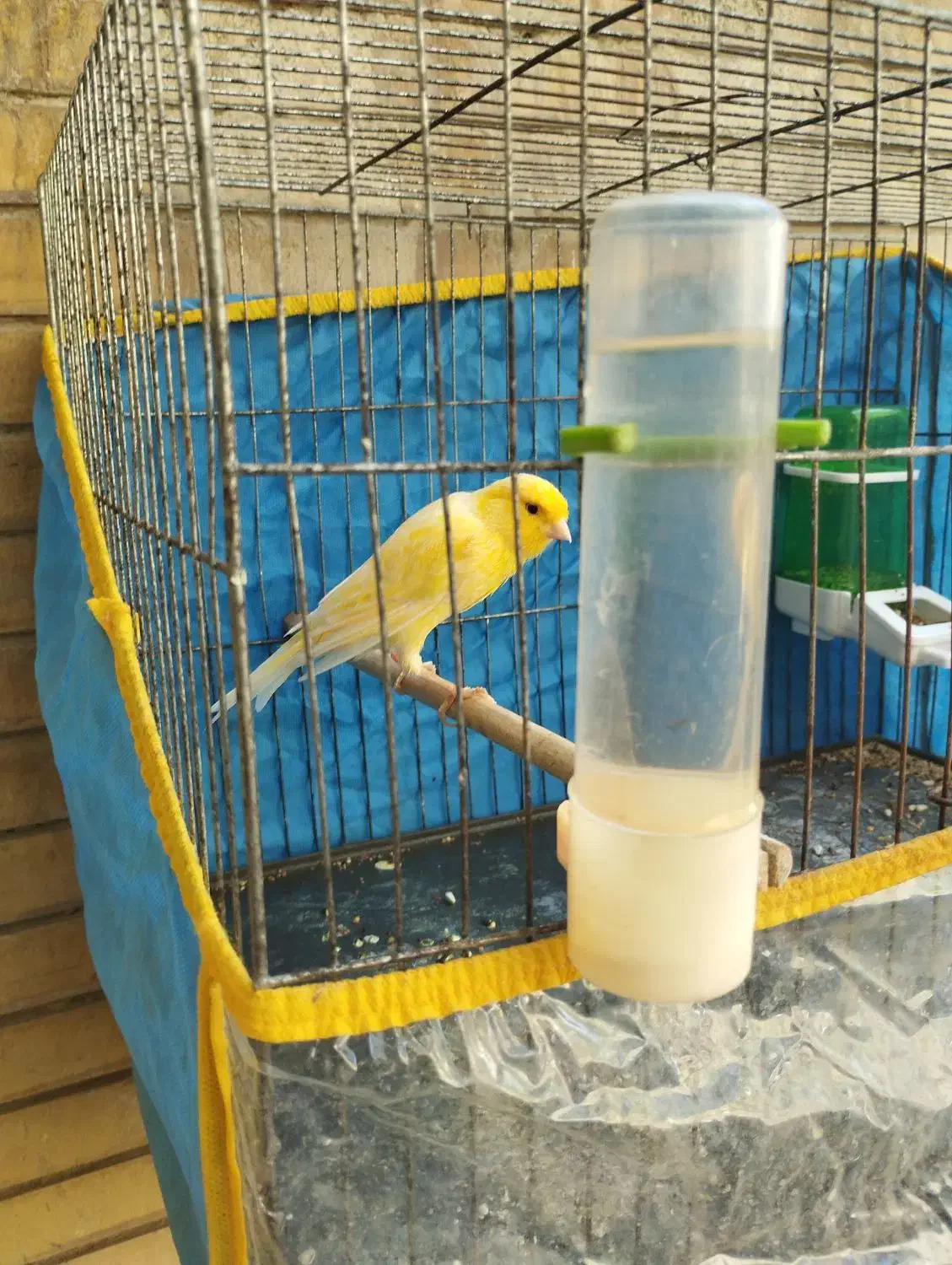 فروش|پرنده|بندرعباس, |دیوار