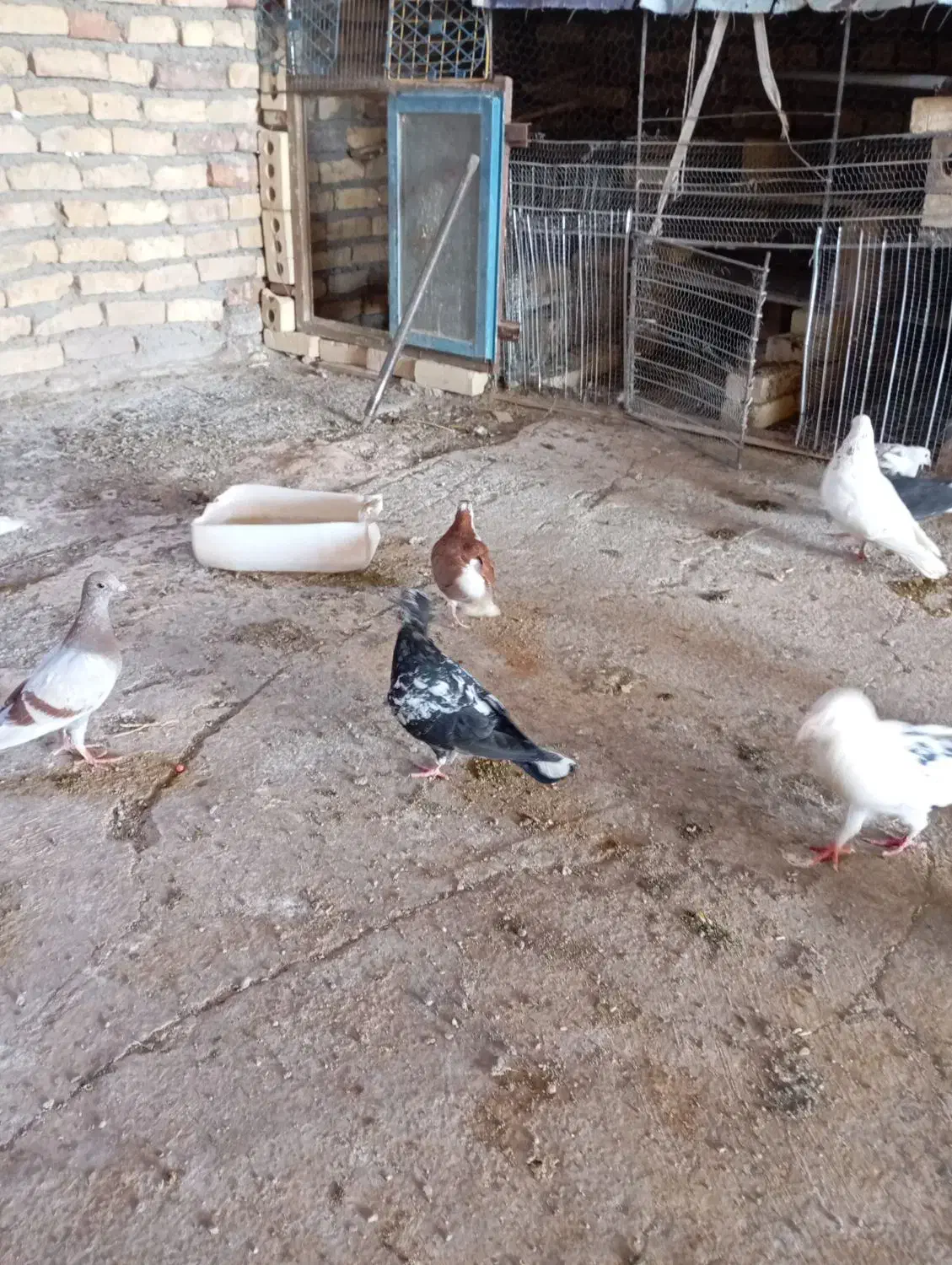 تعداد ی کبوتر رنگه وآلمانی|پرنده|بیرجند, |دیوار