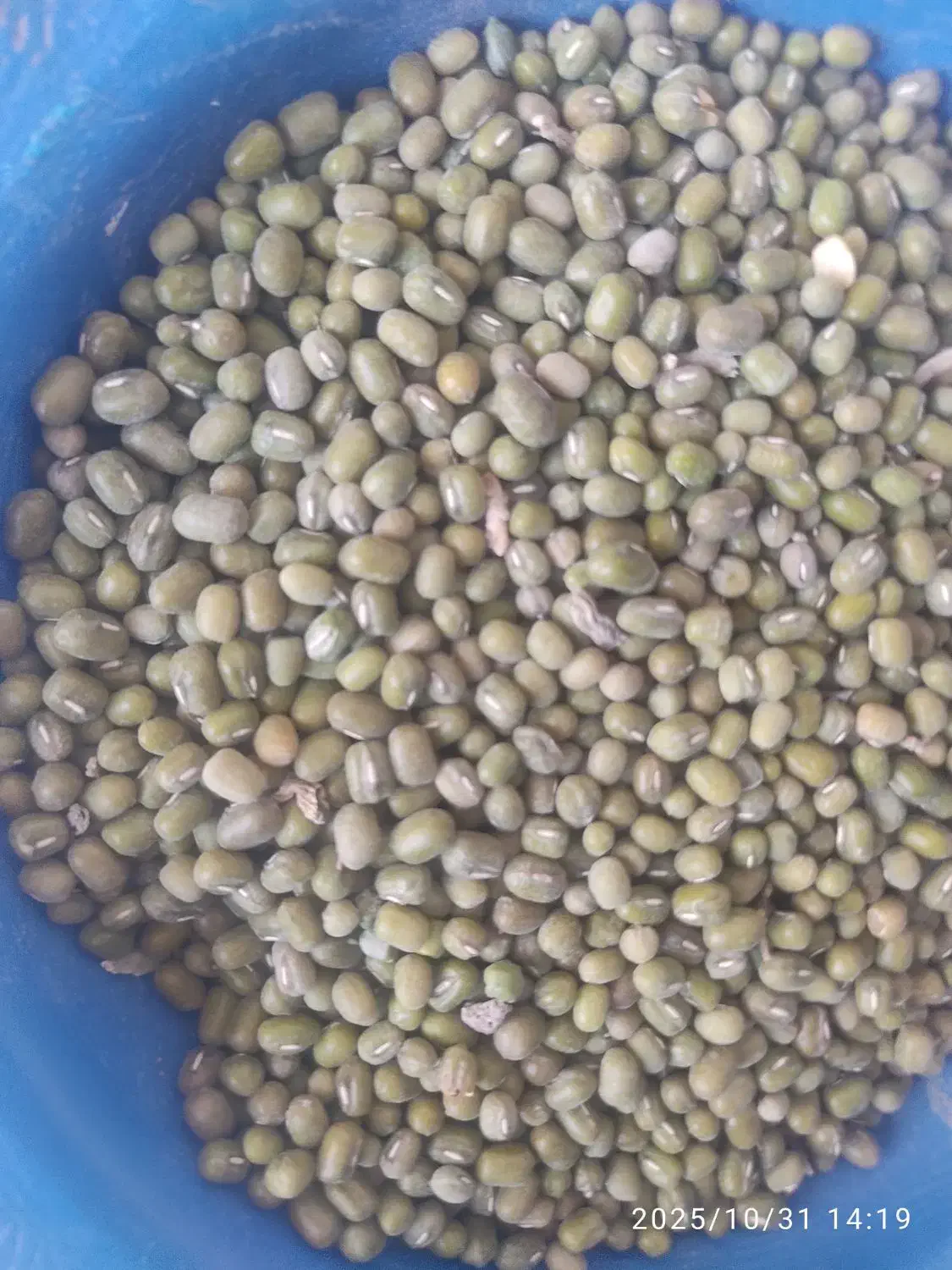 فروش ماش دونه درشت کیلو ۱۶۰|خوردنی و آشامیدنی|چرام, |دیوار