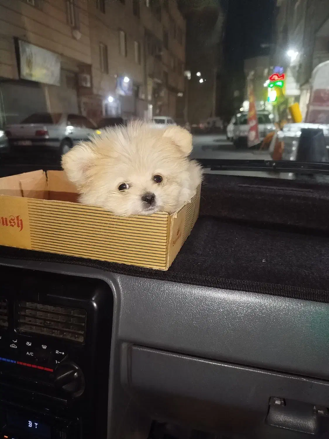 پامر خرسی|سگ|نسیم‌شهر, |دیوار