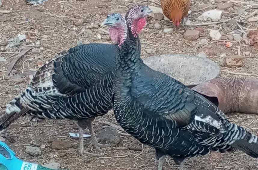 بوقلمون|حیوانات مزرعه|نیشابور, خط کاشمر|دیوار