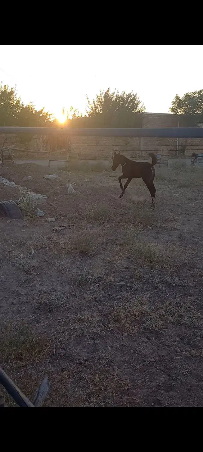 مادیان|اسب و تجهیزات اسبسواری|اسدآباد, |دیوار