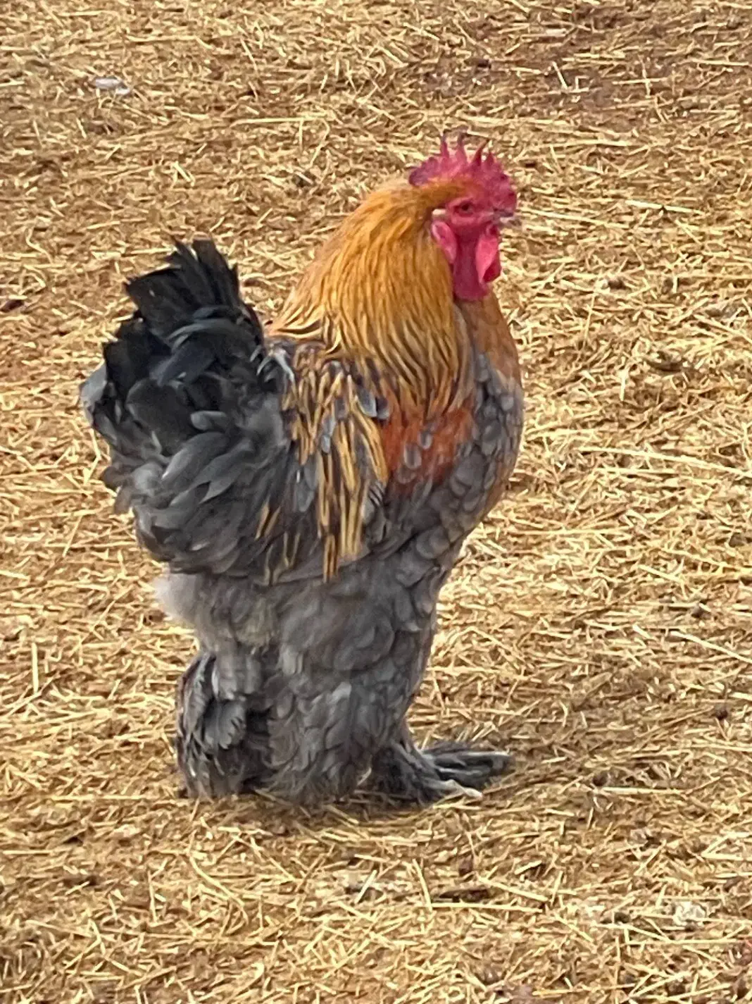 خروس برهما دو عدد|حیوانات مزرعه|جوادآباد, |دیوار