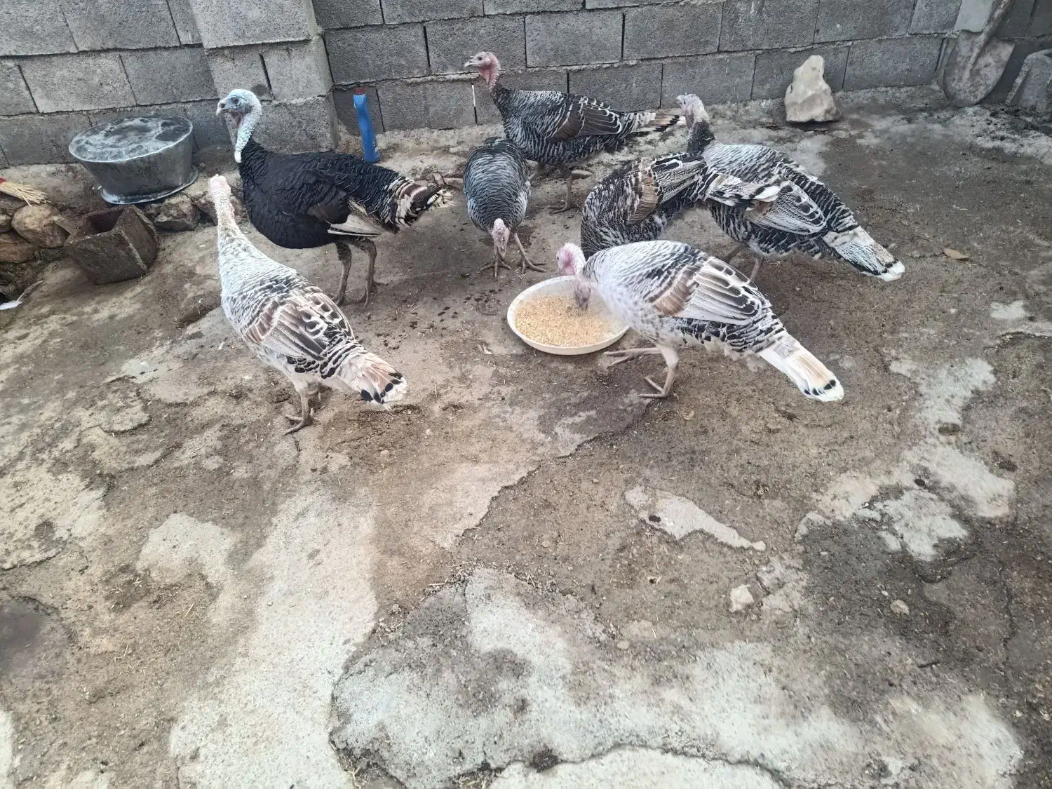 فروش بوقلمون|پرنده|روانسر, |دیوار