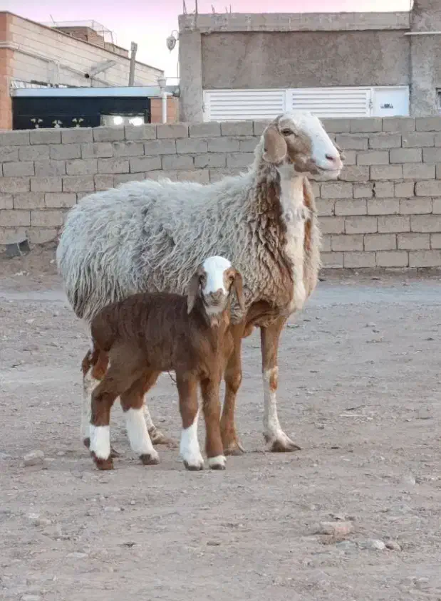 تعدادی میش و بره|حیوانات مزرعه|تربت جام, کاریز نو سفلی|دیوار