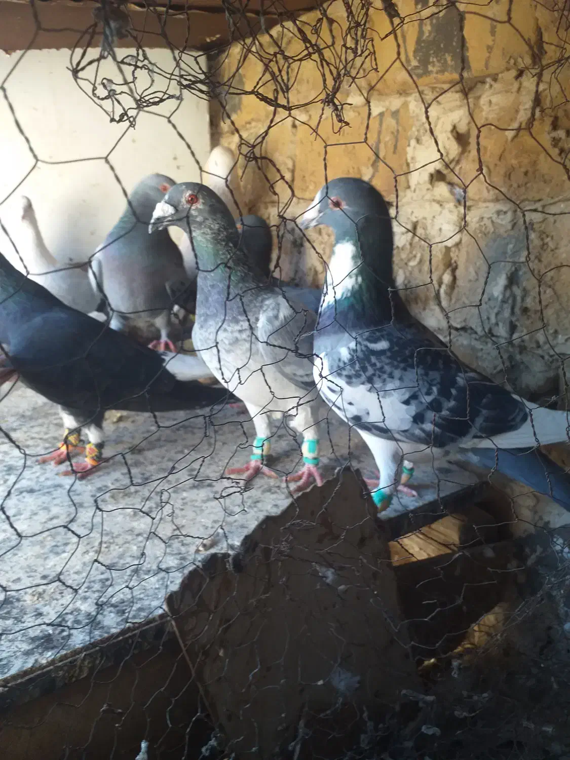 کبوتر|پرنده|تربتحیدریه, منظر|دیوار