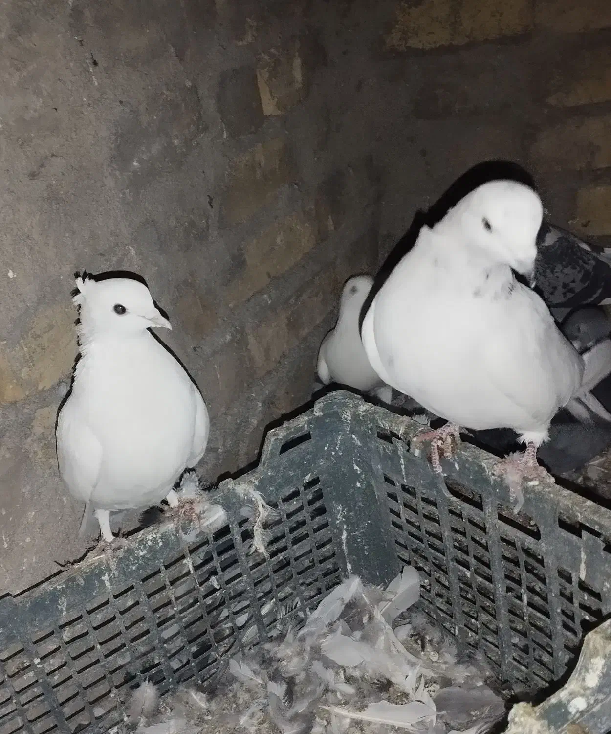 کبوتر جفت|پرنده|سجاس رود, |دیوار