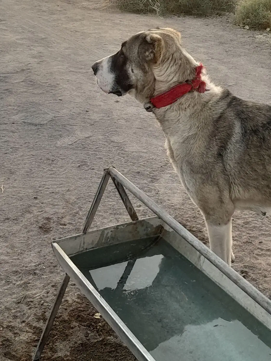 سگ گله|سگ|رفسنجان, |دیوار