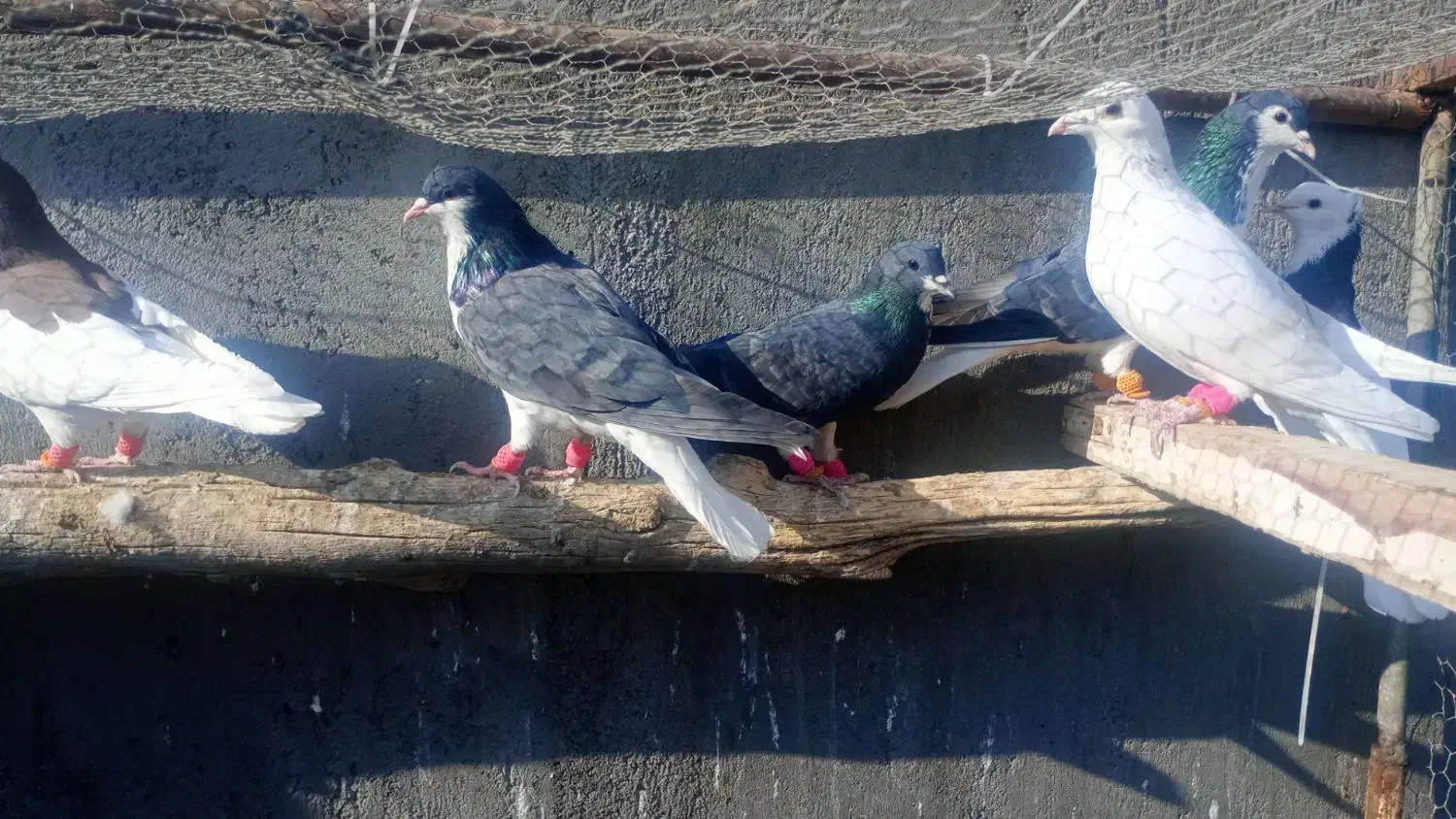 کبوتر رنگی|پرنده|دشتابی, |دیوار