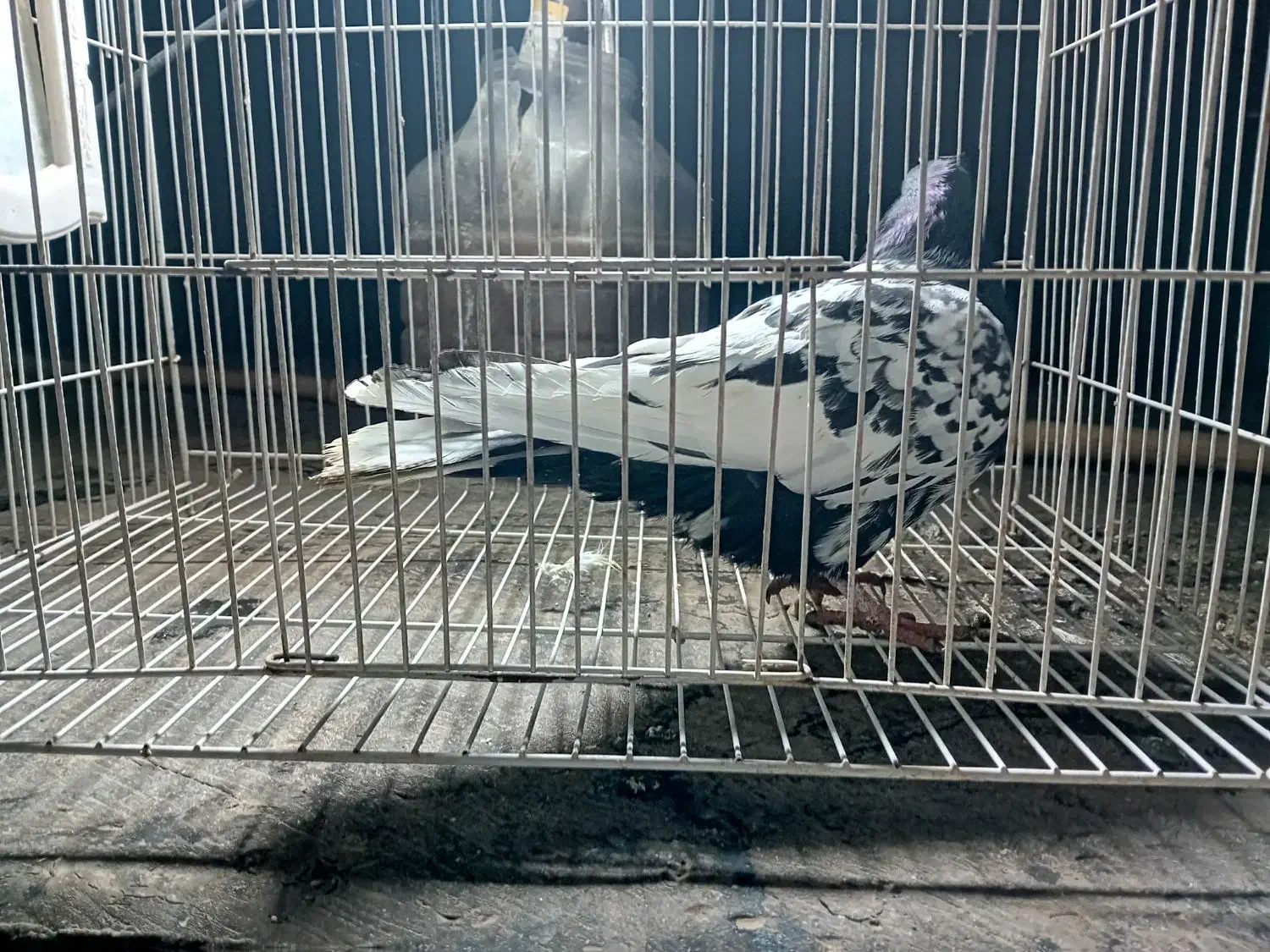 کبوتر رنگی کفتر بوم|پرنده|مشهد, مشکینی (شهرک غرب)|دیوار