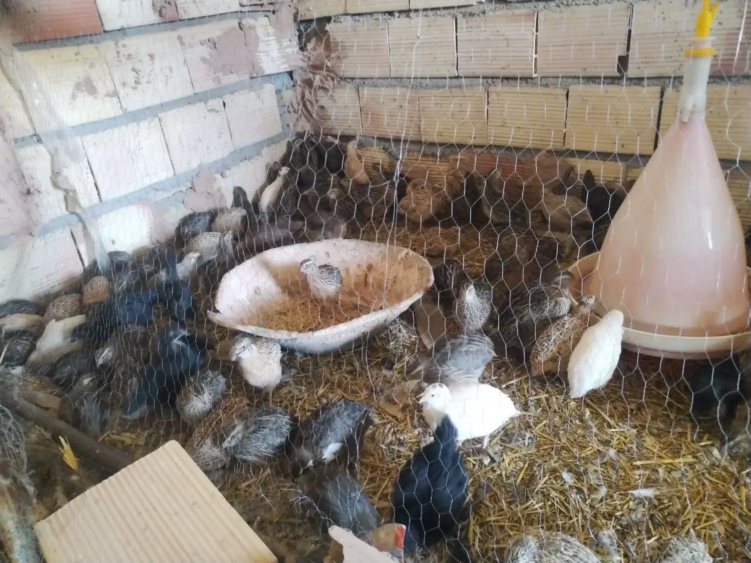 بلدرچین|حیوانات مزرعه|باشتین, |دیوار