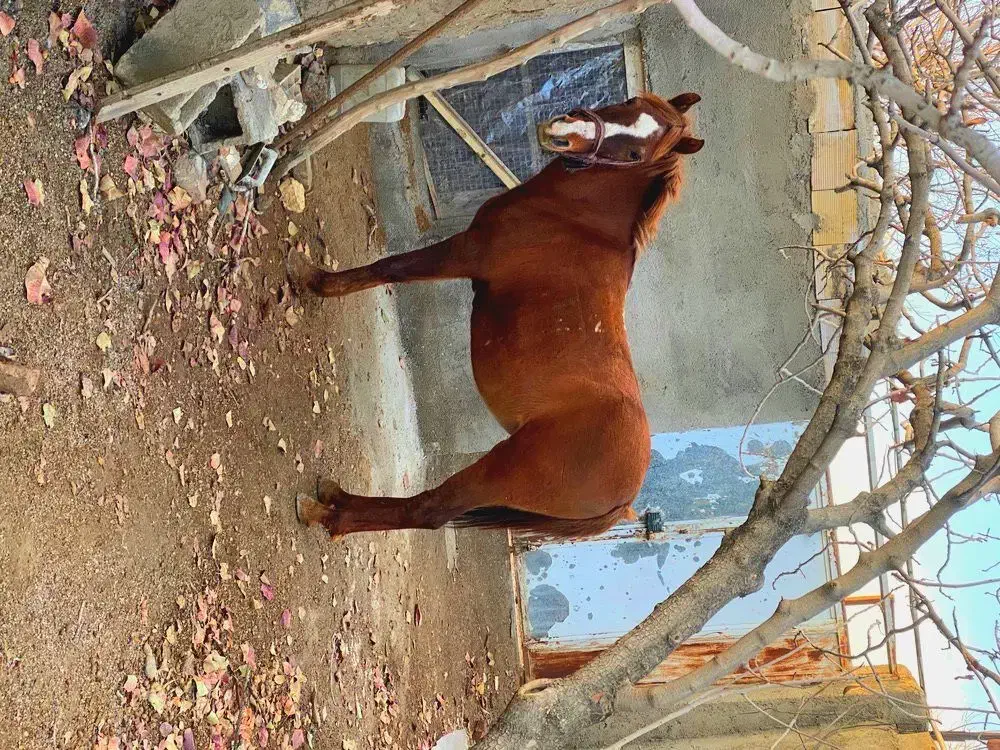 اسب مادیان|اسب و تجهیزات اسب‌سواری|شاهرود, |دیوار