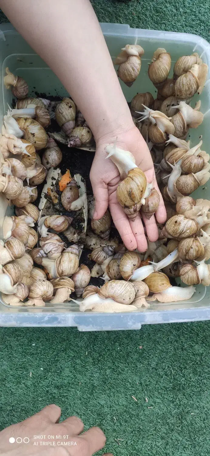 حلزون|خزنده|بوشهر, |دیوار