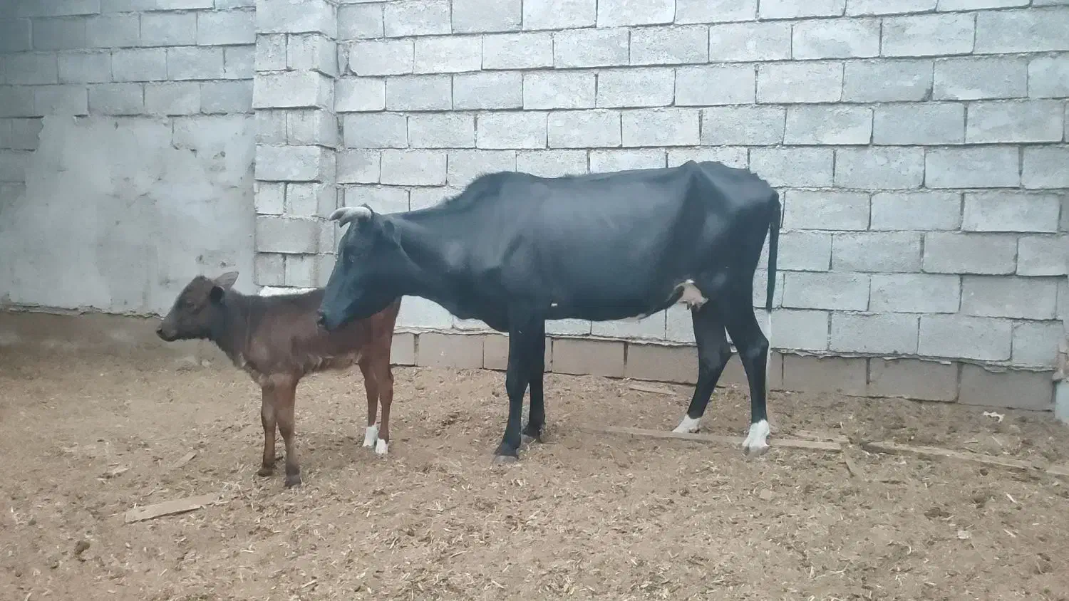 گاو با گوساله ماده و یک عدد گاو ابستن|حیوانات مزرعه|شادگان, |دیوار