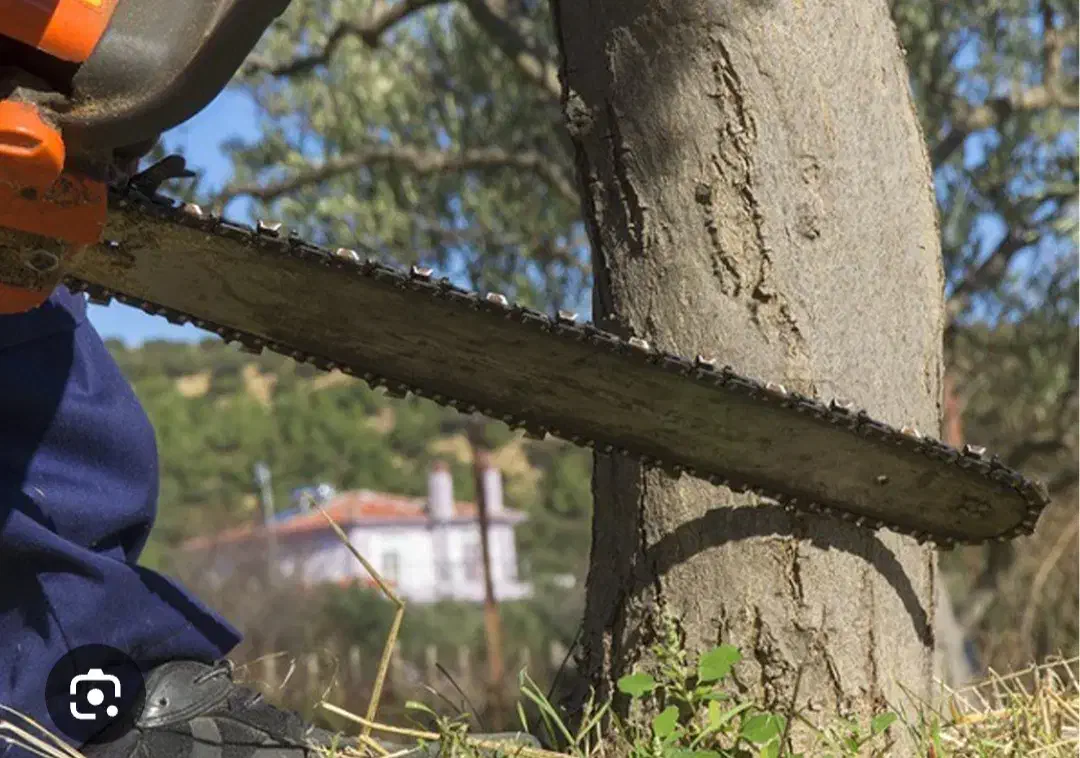 قطع درخت و حرص درخت|خدمات باغبانی و درختکاری|چمستان, |دیوار