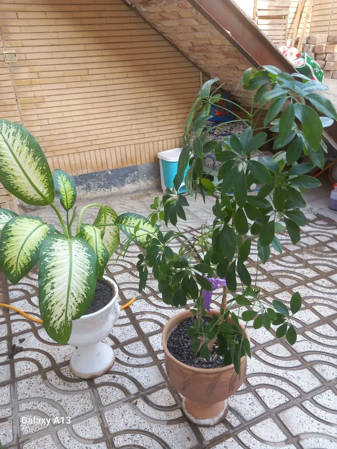 گل آپارتمانی|گل و گیاه طبیعی|نیشابور, شهرک رسولی|دیوار