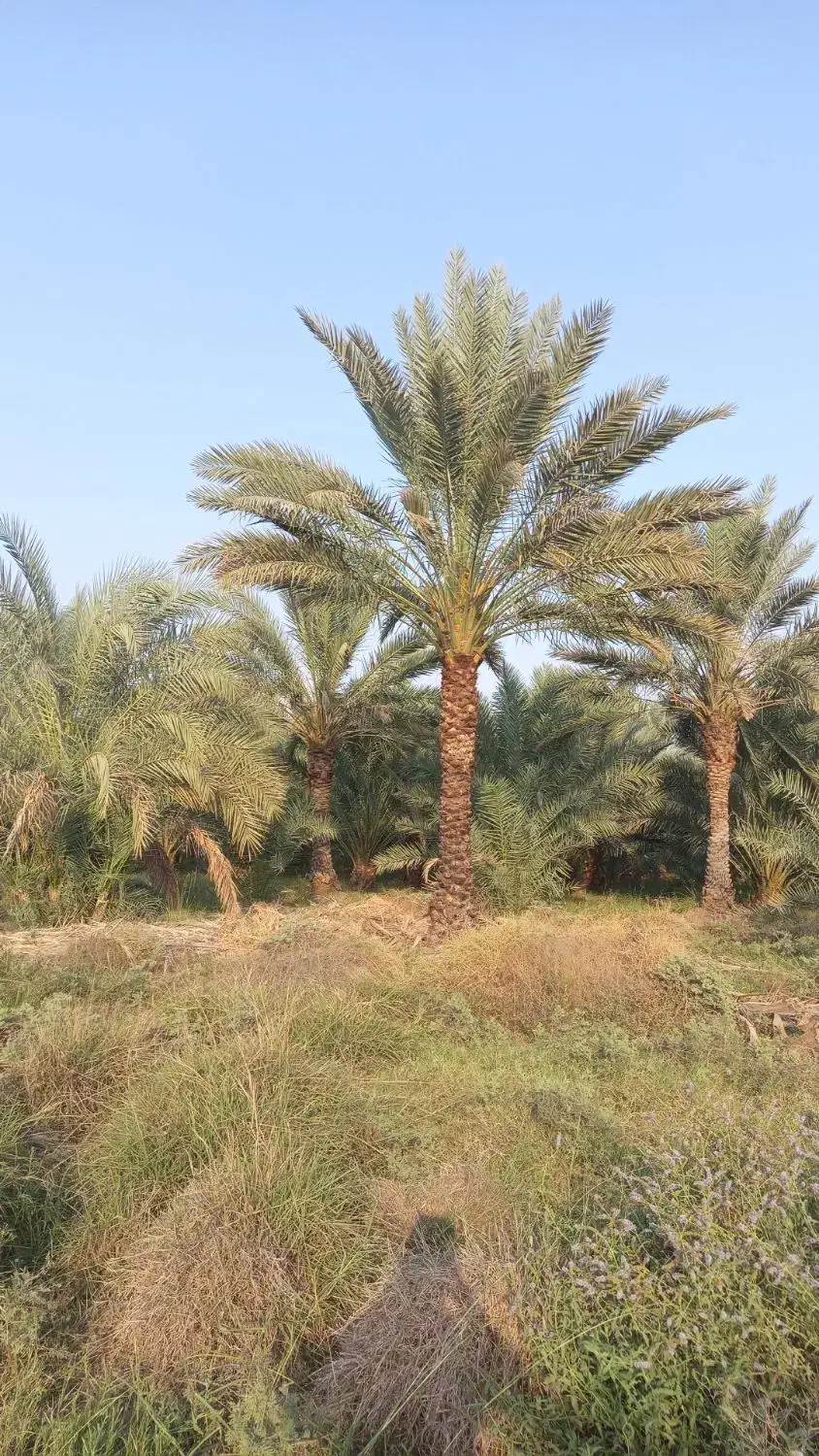 هرس درخت خرما|خدمات باغبانی و درختکاری|جیرفت, |دیوار