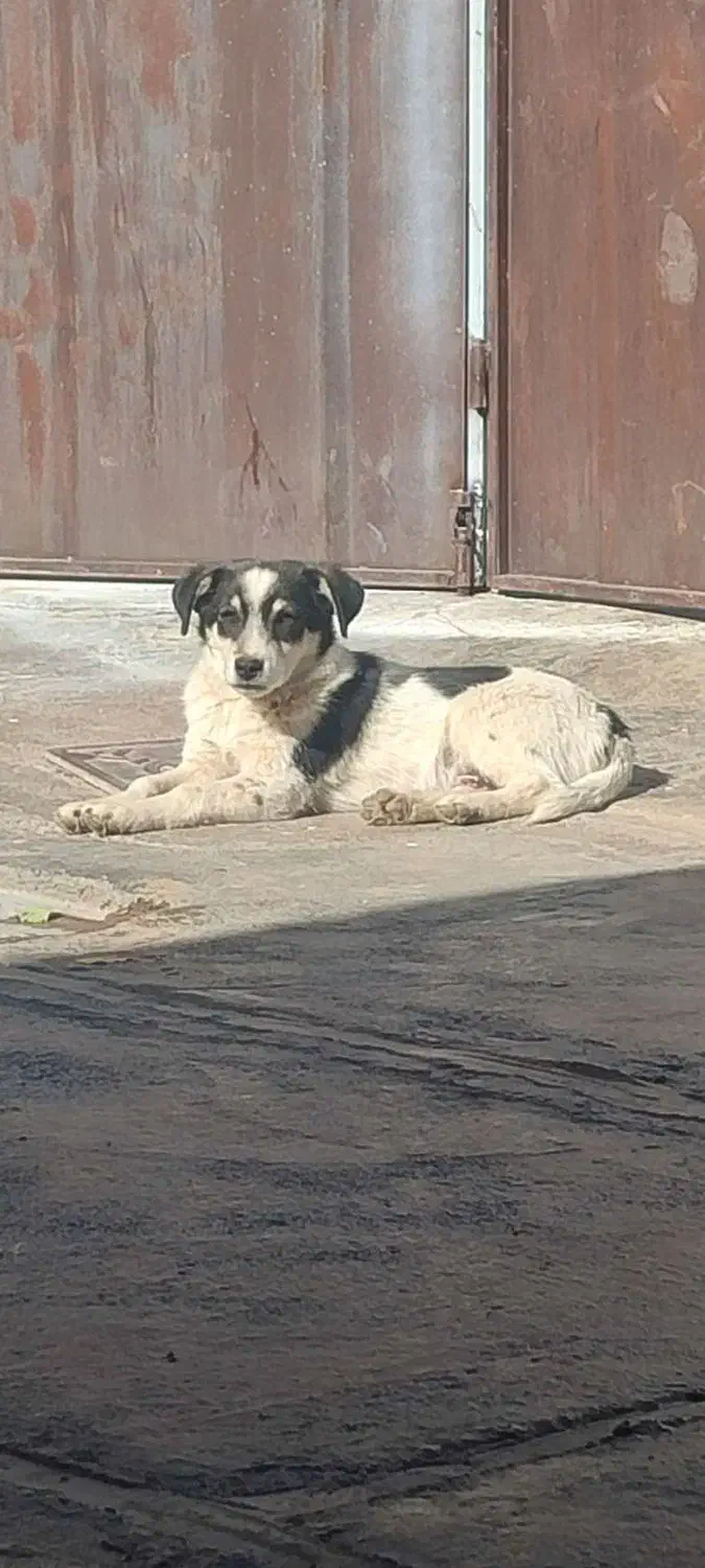 سگ پاکوتاه|سگ|پیر سلیمان, |دیوار