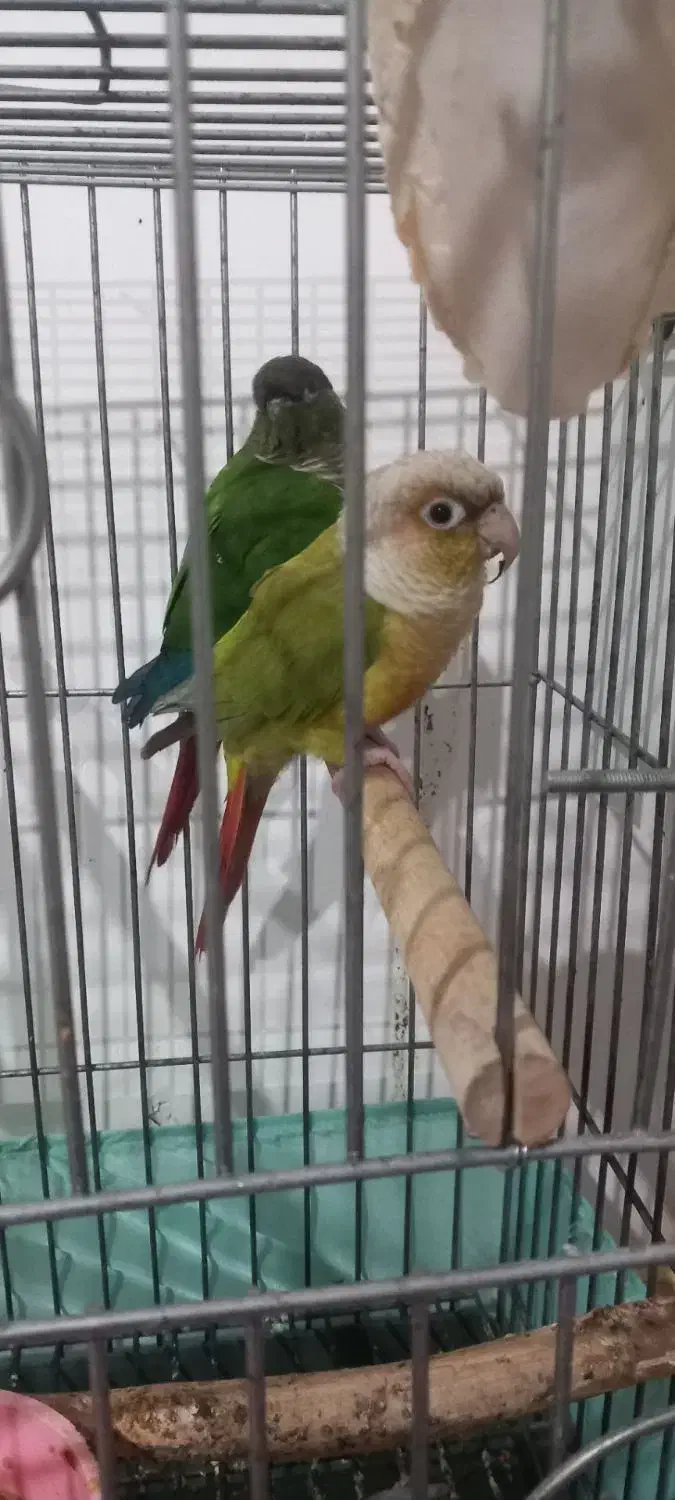 گیربنچیک مولد|پرنده|مشکین‌دشت, |دیوار