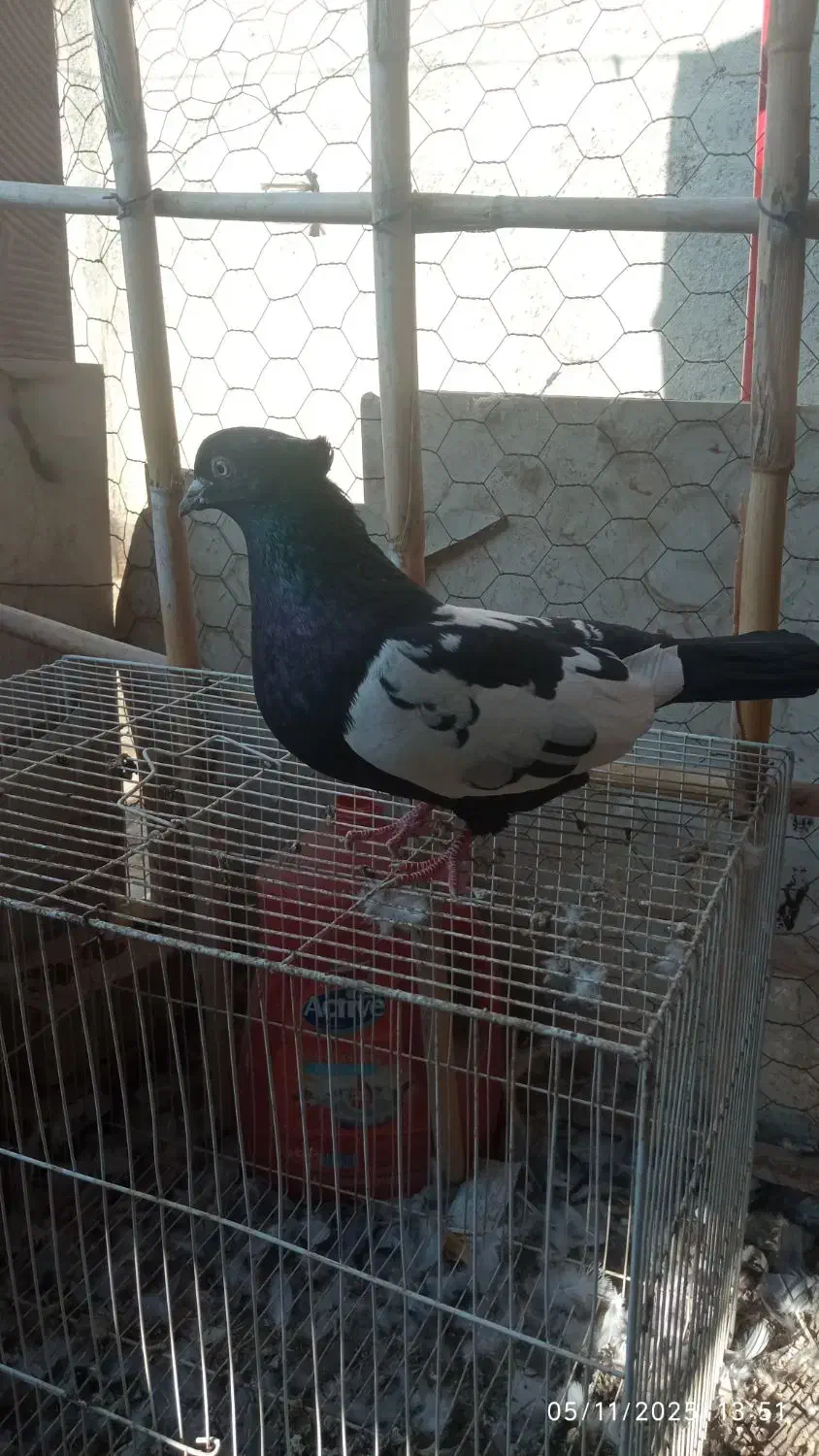 سینه سیاه پشت ماهی|پرنده|مشهد, ادیب نیشابوری (شهرک غرب)|دیوار