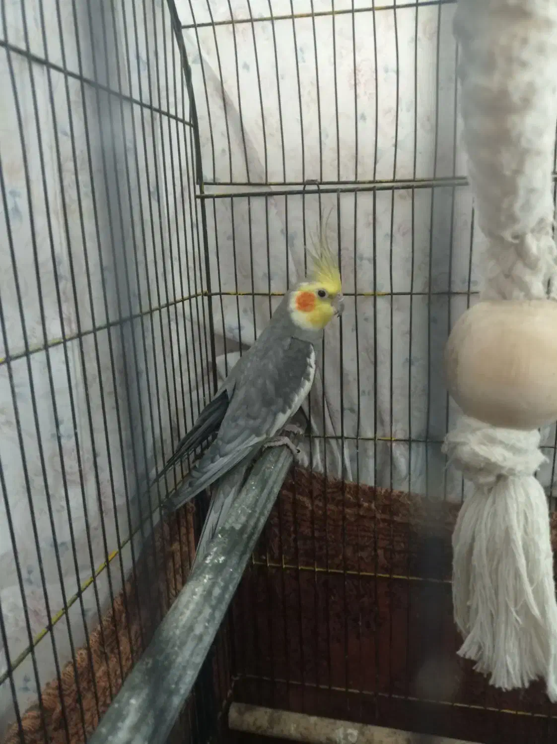 عروس هلندی مولدسینامون سخنگو|پرنده|همدان, |دیوار