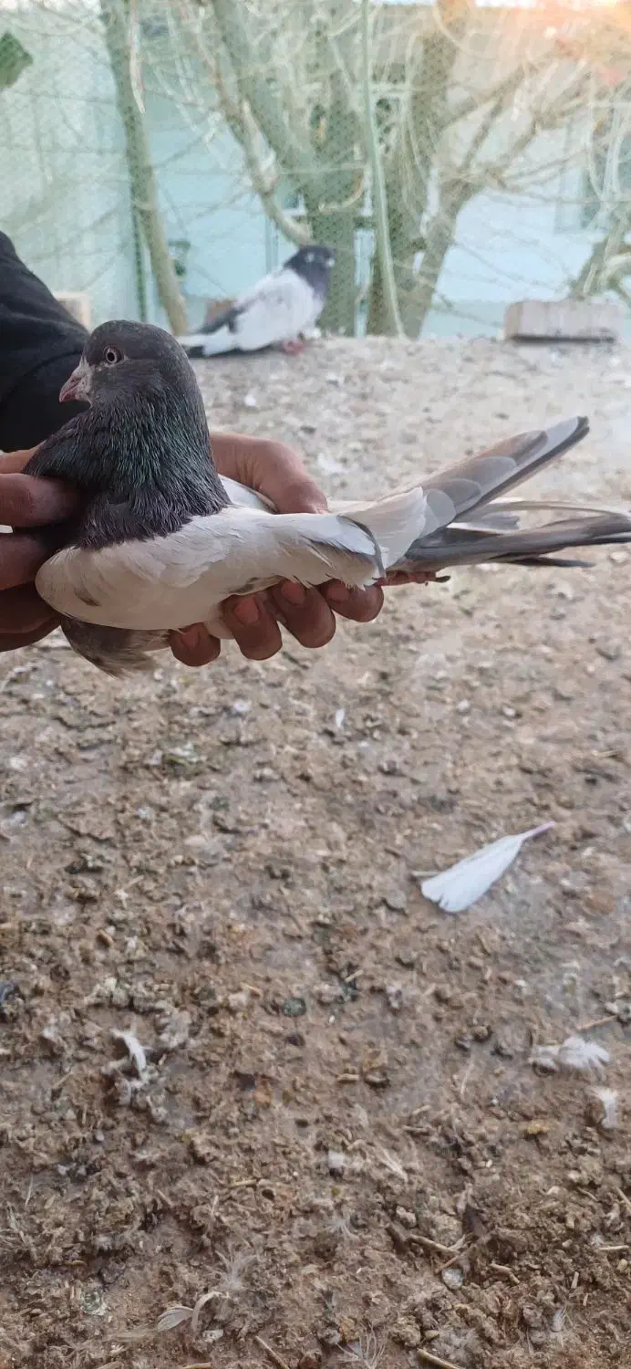 کبوتر|پرنده|کبودرآهنگ, |دیوار