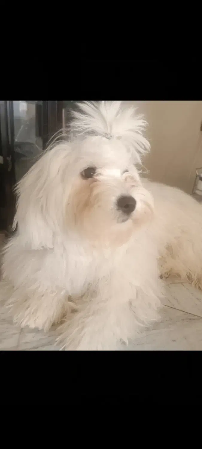 واگذاری|سگ|قزوین, |دیوار