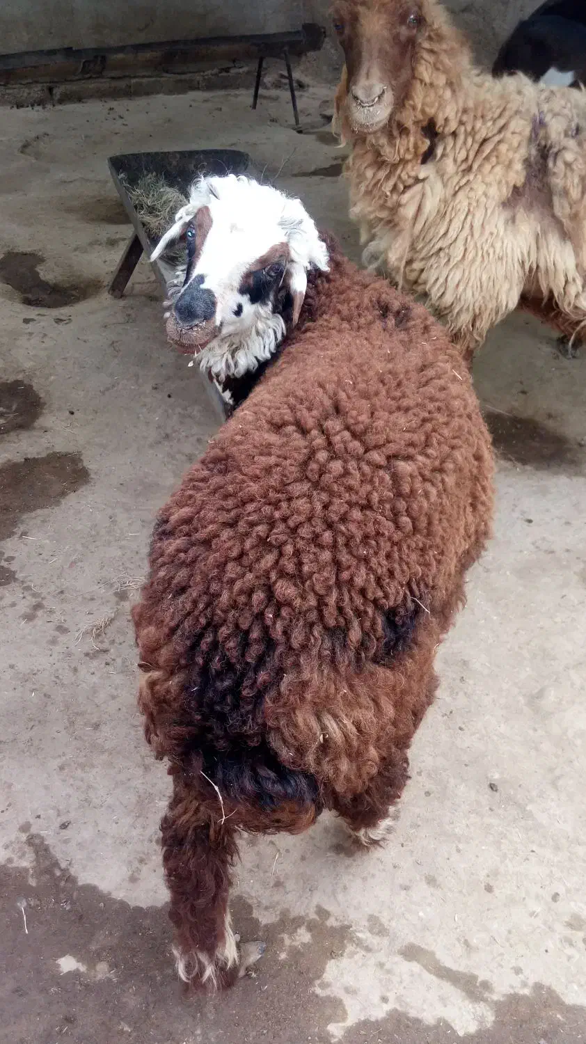 بره ماده|حیوانات مزرعه|هندیجان, |دیوار