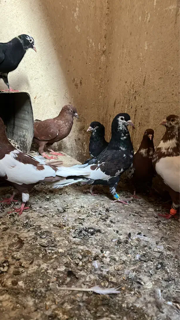 کبوتر|پرنده|زاهدان, |دیوار