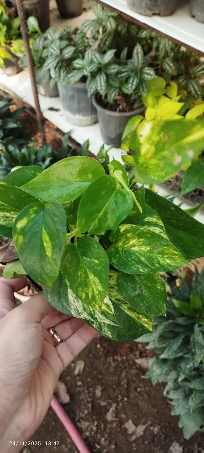 فروش انواع گل سانس  شفلر کامپکت|گل و گیاه طبیعی|سلمان‌شهر, |دیوار