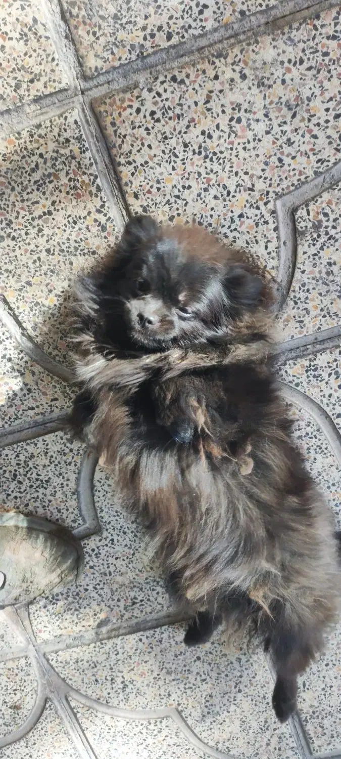 سگ پامرین|سگ|بم, |دیوار