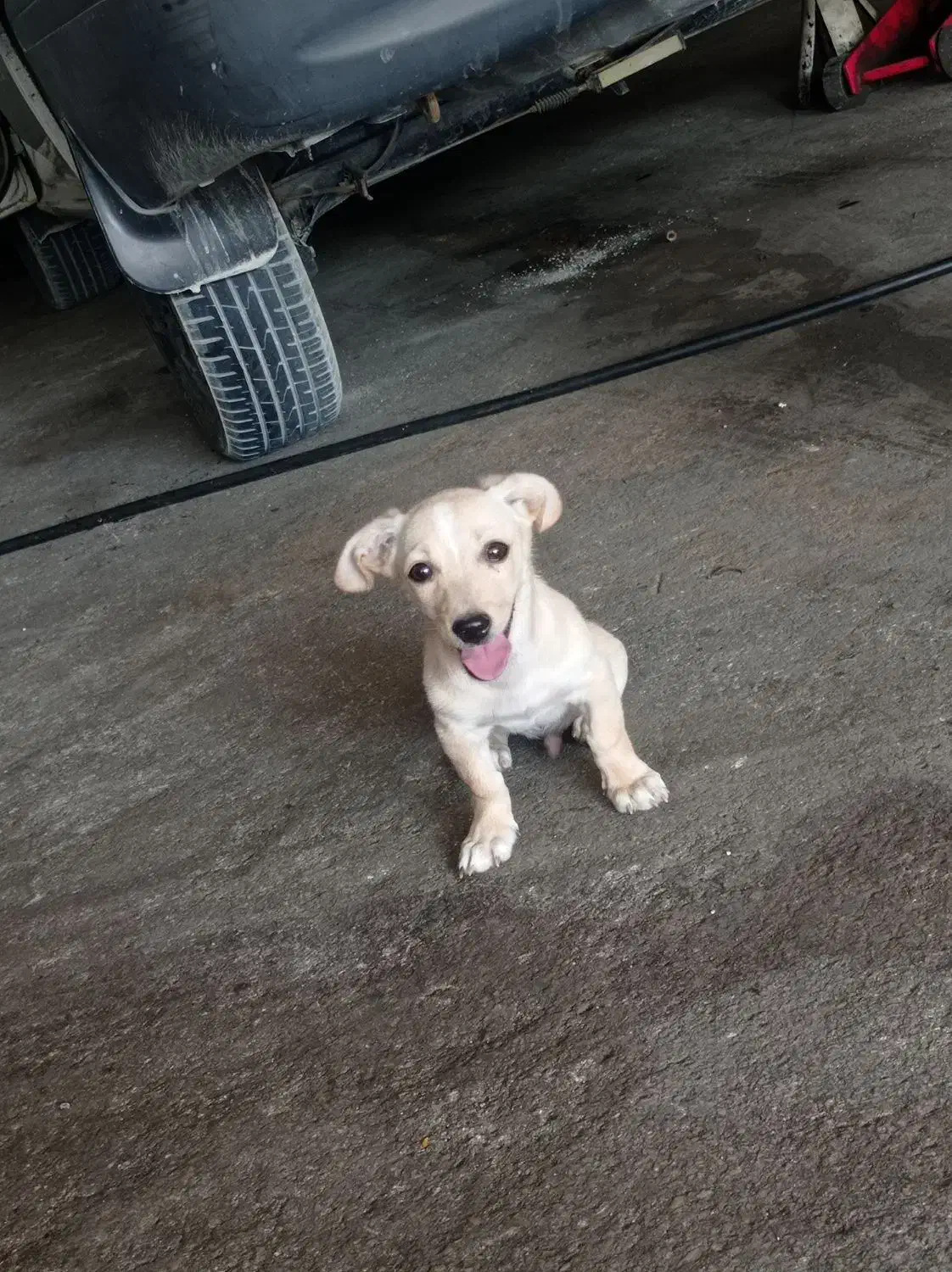 داشهوند آمریکایی|سگ|برازجان, |دیوار