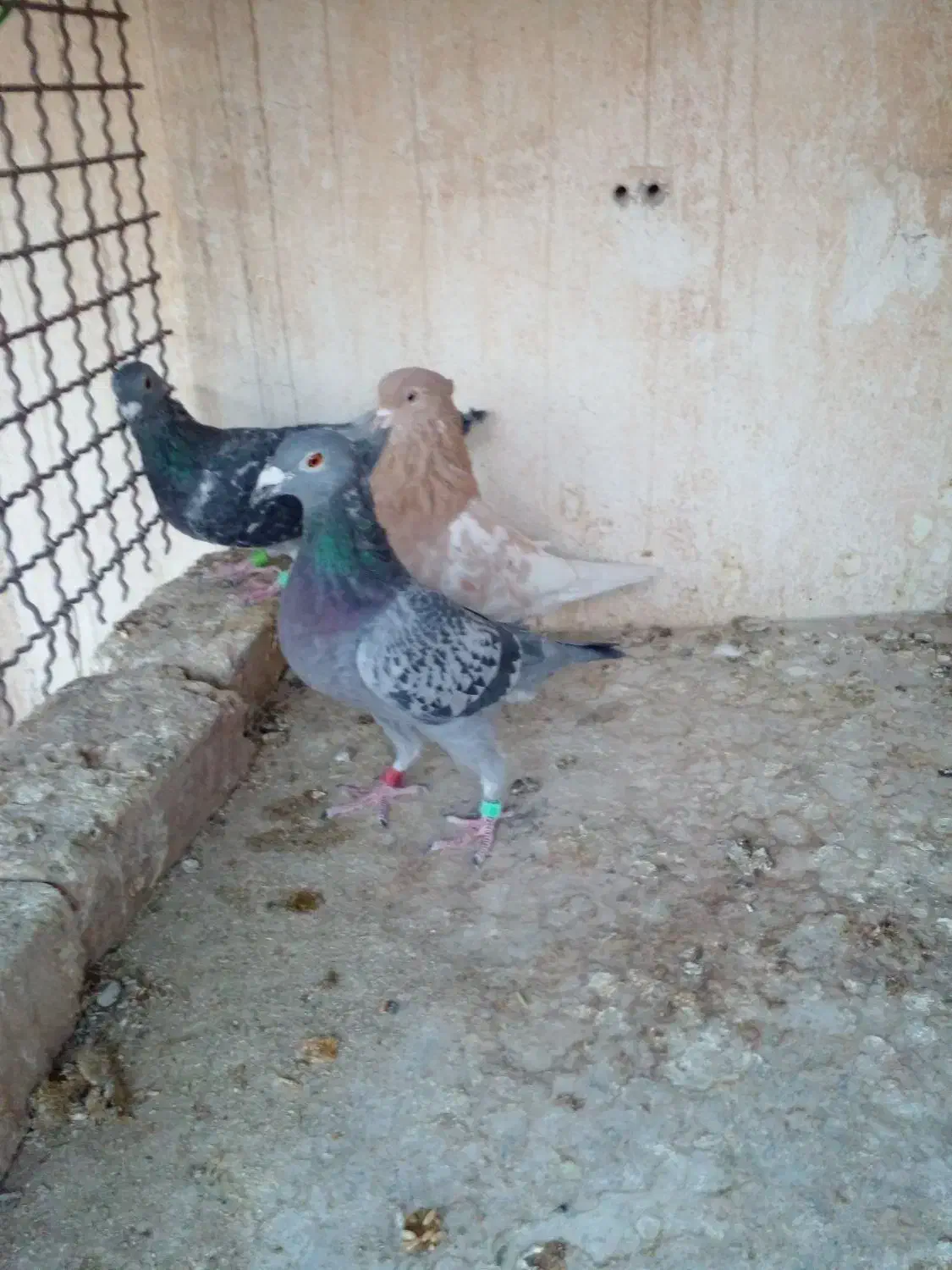 پلاکی ماده|پرنده|تربت‌حیدریه, ۴۵ متری|دیوار