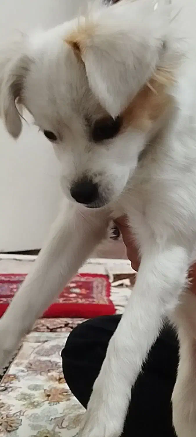 پاکوتا اشپیتز خانگی|سگ|تبریز, |دیوار