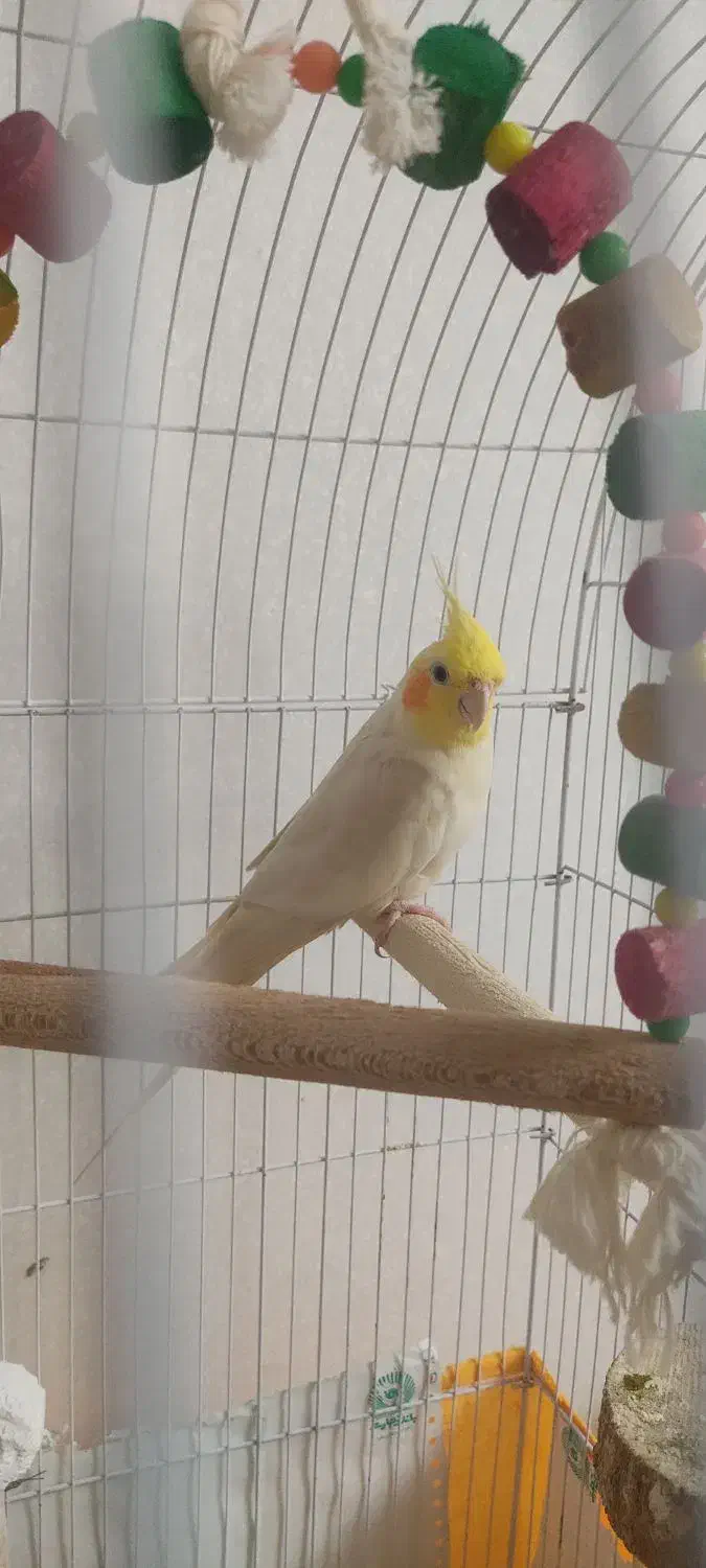 عروس هلندی ،جفت|پرنده|لاهیجان, کوی آزادگان|دیوار