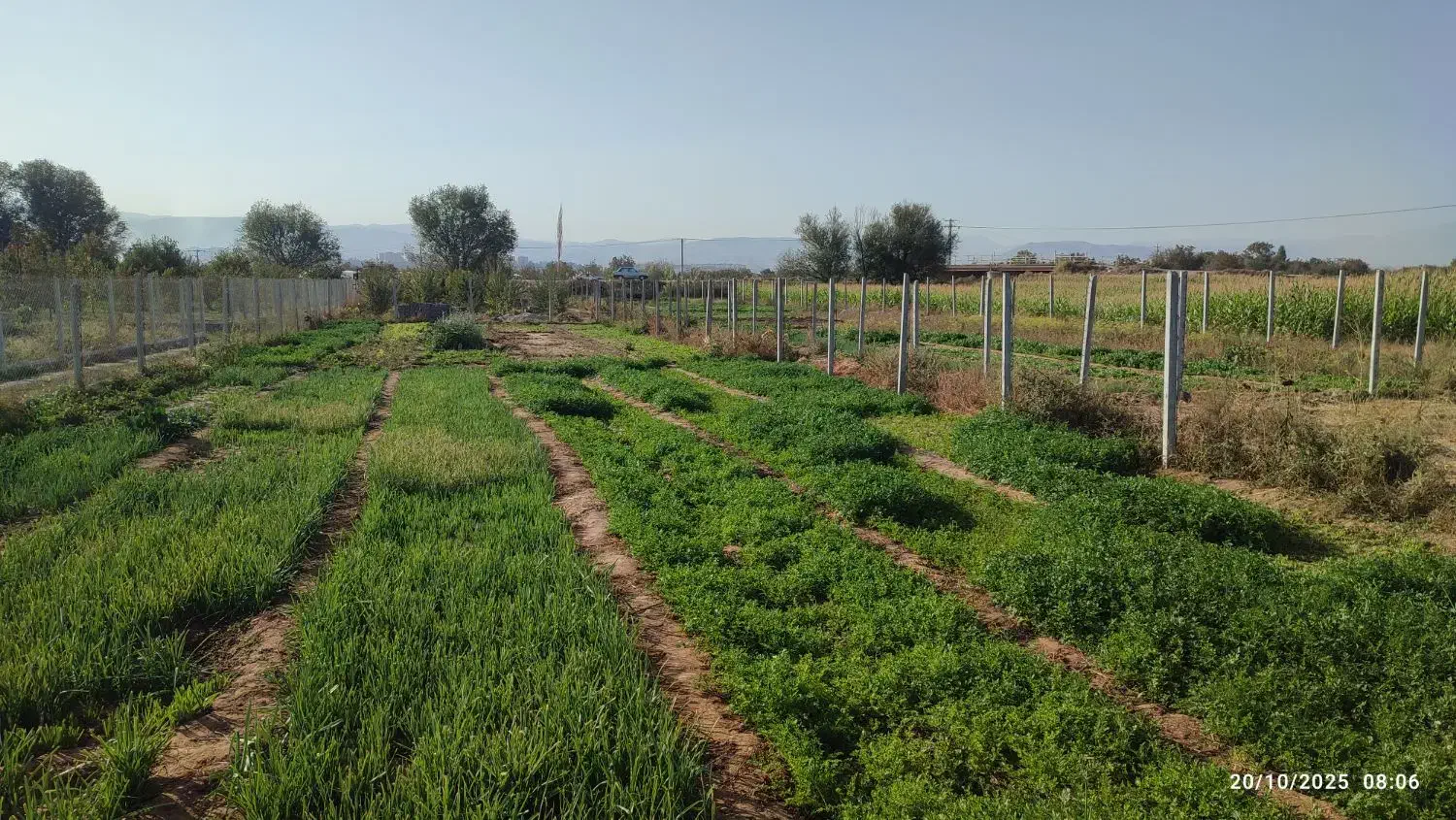 سبزی تازه 30 تومان روی زمین کشاورزی|خوردنی و آشامیدنی|بجنورد, |دیوار